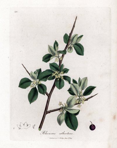 Tisztító vagy katartikus baktövis - Tisztító kökény, Rhamnus catharticus. Kézzel színezett rézmetszet James Sowerby botanikai illusztrációjából (William Woodville) és Sir William Jackson Hooker "" Medical Botany" című művéből, John Bohn, London alkotó: James Sowerby