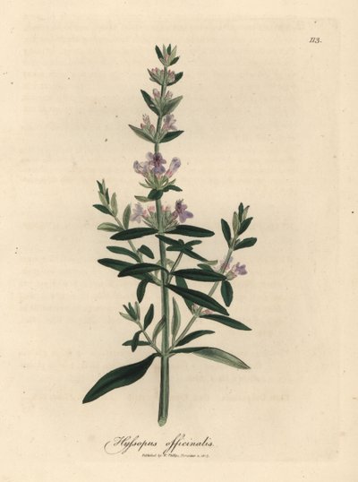 Lila virágú izsóp, Hyssopus officinalis alkotó: James Sowerby