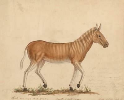 Quagga Zebra alkotó: James Sowerby