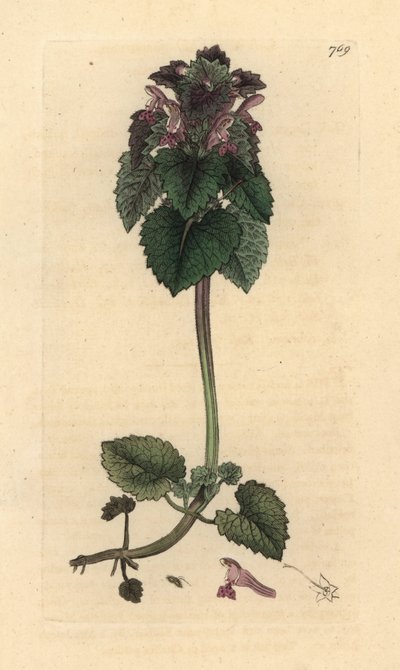 Vörös csalán, Lamium purpureum Kézi színű rézmetszet James Sowerby rajza nyomán James Smith angol botanikájához alkotó: James Sowerby