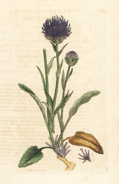 Kerekfejű rámpi, Phyteuma orbiculare (Phyteuma orbicularis) (Orbicular Rapunzel) Kézi színű rézmetszet James Sowerby illusztrációja után, James Smith angol botanikájából, London alkotó: James Sowerby