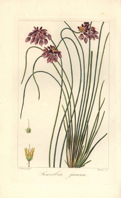 Rush liliom, Sowerbaea juncea, Ausztráliában őshonos. Nevét James Sowerby botanikus művészről kapta. Barrois által készített, kézzel színezett, rézmetszet, Pancrace Bessa botanikai illusztrációjából Mordant de Launay „Amatőr herbier tábornok” című művéből, alkotó: James Sowerby