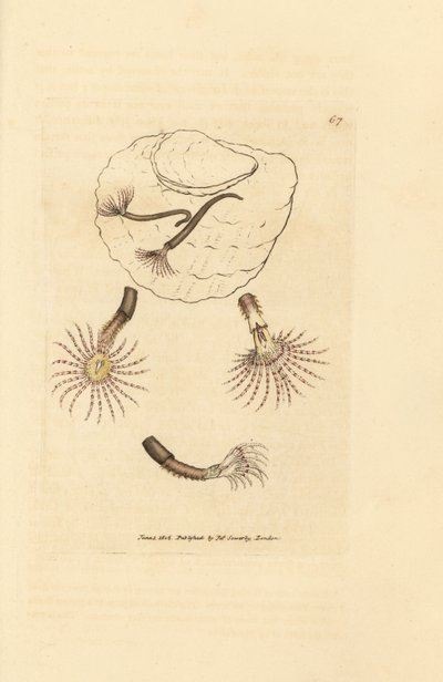 Homokféreg bíbor tapintókkal, Amphitrite rosea. James Sowerby kézi színű rézmetszete a The British Miscellany-ból, vagy új, ritka vagy kevéssé ismert állattémák színes figurái. alkotó: James Sowerby