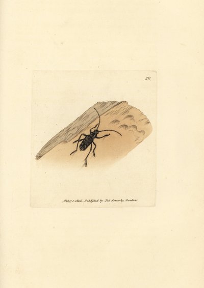 Sarosesthes fulminans bogár (Cerambyx fulminans). James Sowerby kézi színű rézmetszete a The British Miscellany-ból, vagy új, ritka vagy kevéssé ismert állattémák színes figurái. alkotó: James Sowerby