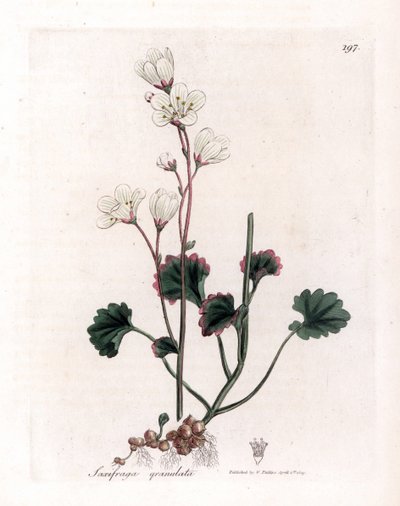 Saxifrage granulátum vagy buborékok - Fehér szaxifrage, Saxifraga granulata. Kézzel színezett rézmetszet James Sowerby botanikai illusztrációjából (William Woodville) és Sir William Jackson Hooker "" Medical Botany" című művéből, John Bohn, London alkotó: James Sowerby
