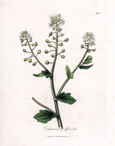 Skorbutfű, Cochlearia officinalis. Kézzel színezett rézmetszet James Sowerby botanikai illusztrációjából (William Woodville) és Sir William Jackson Hooker "" Medical Botany" című művéből, John Bohn, London alkotó: James Sowerby