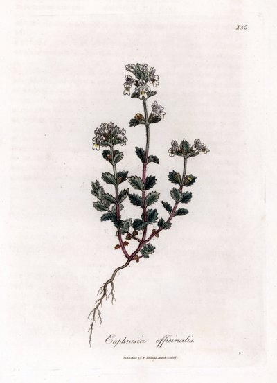 Rövidlátó fű - Közönséges szemfényvesztő, Euphrasia officinalis. Kézzel színezett rézmetszet James Sowerby botanikai illusztrációjából (William Woodville) és Sir William Jackson Hooker "" Medical Botany" című művéből, John Bohn, London alkotó: James Sowerby