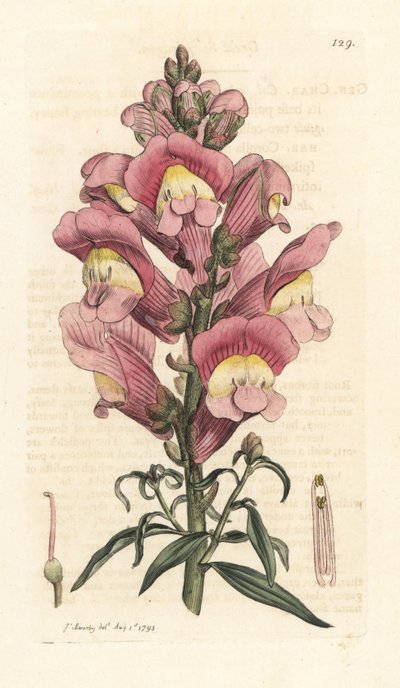 Snapdragon, Antirrhinum majus Kézi színű rézmetszet James Sowerby illusztrációja nyomán James Smith angol botanikájából, London alkotó: James Sowerby