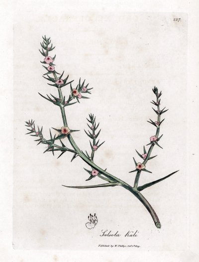 Soda brulee - Szúrós sófű, Kali turgida. Kézzel színezett rézmetszet James Sowerby botanikai illusztrációjából (William Woodville) és Sir William Jackson Hooker "" Medical Botany" című művéből, John Bohn, London alkotó: James Sowerby