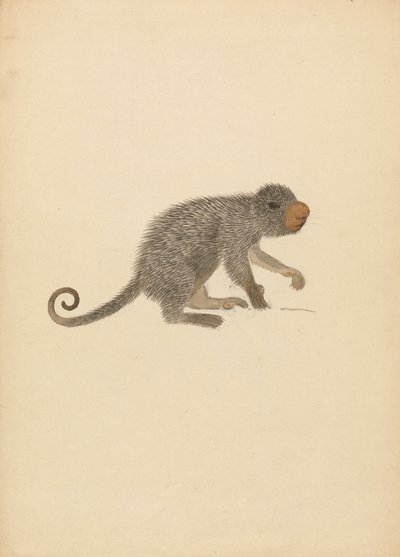 Dél-amerikai porcupine alkotó: James Sowerby
