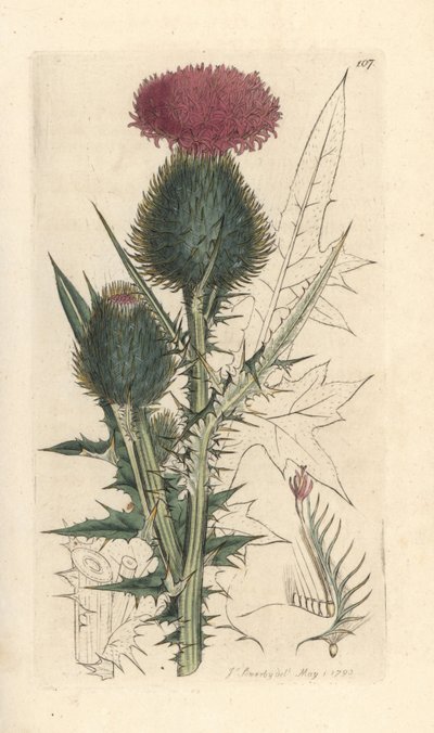 Lándzsa bogáncs, Cirsium vulgare (Carduus lanceolatus) (Common Cirse) Kézi színű rézmetszet James Sowerby illusztrációja után James Smith angol botanikájából, London alkotó: James Sowerby