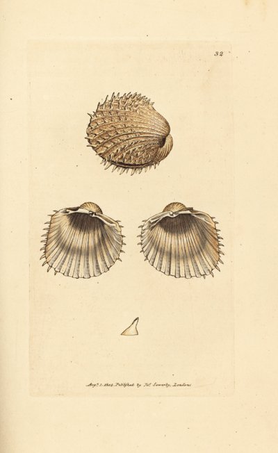 Tüskés szívkagyló, Acanthocardia aculeata (Cardium spinosum). James Sowerby kézi színű rézmetszete a The British Miscellany-ból, vagy új, ritka vagy kevéssé ismert állattémák színes figurái. alkotó: James Sowerby