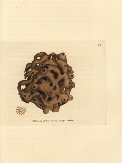 Szivacs, Haliclona cinerea (Törölt szivacs, Spongia cancellata). James Sowerby kézi színű rézmetszete a The British Miscellany-ból, vagy új, ritka vagy kevéssé ismert állattémák színes figurái. alkotó: James Sowerby