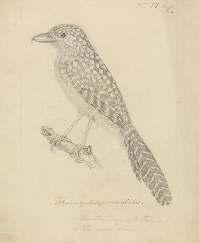 Folthátú hangyagomba alkotó: James Sowerby