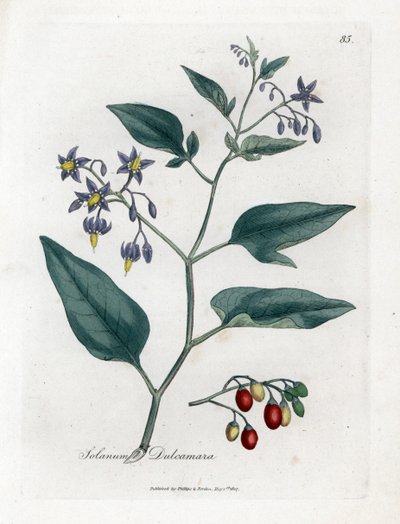 Édes keserű vagy édes keserű nadálytő - Fás nadálytő, Solanum dulcamara. Kézzel színezett rézmetszet James Sowerby botanikai illusztrációjából (William Woodville) és Sir William Jackson Hooker "" Medical Botany" című művéből, John Bohn, London alkotó: James Sowerby