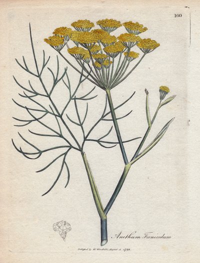 Édes édeskömény (vagy Provence-i édeskömény). Kézzel színezett rézmetszet James Sowerby (1757-1822) rajzából, Botanique Medicinale alkotó: James Sowerby