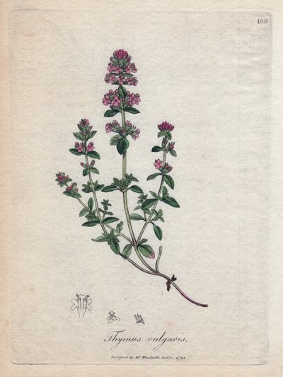 Kakukkfű (Thymus vulgaris). Kézzel színezett rézmetszet James Sowerby illusztrációjából. Részlet William Woodville és Sir William Jackson Hooker „” Botanique medicale”” 1832-es könyvéből. A fáradhatatlan Sowerby (1757-1822) több mint 2500 pl. alkotó: James Sowerby