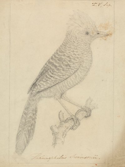 Bojtos Antshrike alkotó: James Sowerby