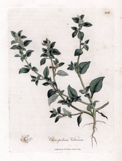 Vuvaire – büdös lúdtalp, Chenopodium vulvaria. Kézzel színezett rézmetszet James Sowerby botanikai illusztrációjából (William Woodville) és Sir William Jackson Hooker "" Medical Botany" című művéből, John Bohn, London alkotó: James Sowerby