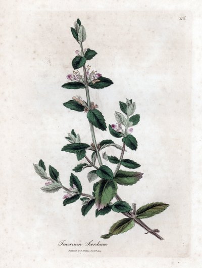 Vízi germandree - Vízi germandra, Teucrium scordium. Kézzel színezett rézmetszet James Sowerby botanikai illusztrációjából (William Woodville) és Sir William Jackson Hooker "" Medical Botany" című művéből, John Bohn, London alkotó: James Sowerby