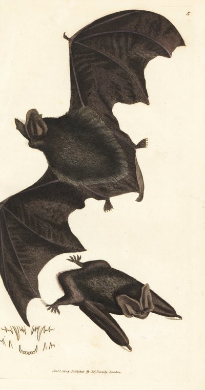 Nyugati barbastelle denevér, Barbastella barbastellus barbastellus (Vespertilio barbastellus). James Sowerby kézi színű rézmetszete a The British Miscellany-ból, vagy új, ritka vagy kevéssé ismert állattémák színes figurái. alkotó: James Sowerby