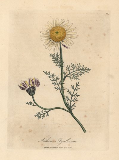 Fehér és sárga spanyol kamilla, Anthemis pyrethrum alkotó: James Sowerby