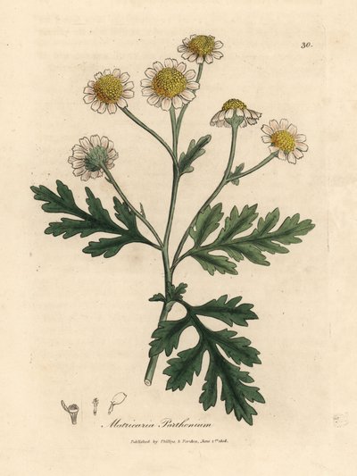 Fehér és sárga virágú rózsafű, Matricaria parthenium alkotó: James Sowerby