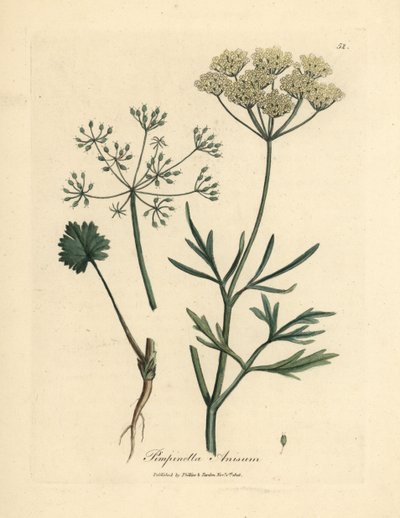Fehér virágú ánizs, Pimpinella anisum alkotó: James Sowerby
