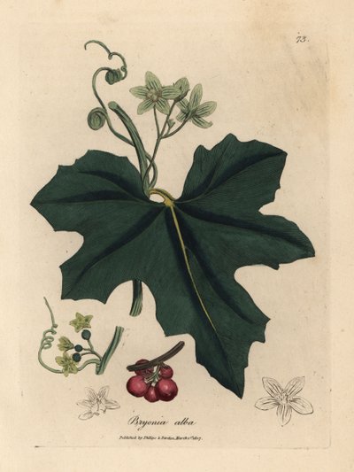 Fehér virágú bryony, Bryonia alba alkotó: James Sowerby