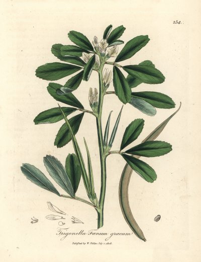 Fehér virágú görögszéna maghüvellyel, Trigonella foenum graecum alkotó: James Sowerby