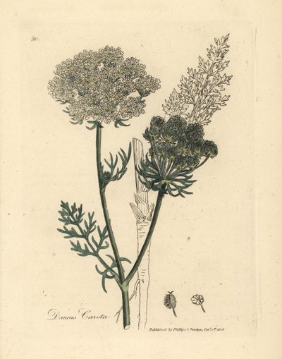 Fehér virágú vadsárgarépa növény, Daucus carota alkotó: James Sowerby