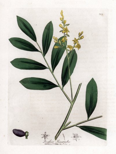 Fehér mahagóni vagy marupa - Simaruba, Simarouba amara. Kézzel színezett rézmetszet James Sowerby botanikai illusztrációjáról William Woodville-ből és Sir William Jackson Hooker "" Medical Botany" című művéből, John Bohn, London alkotó: James Sowerby