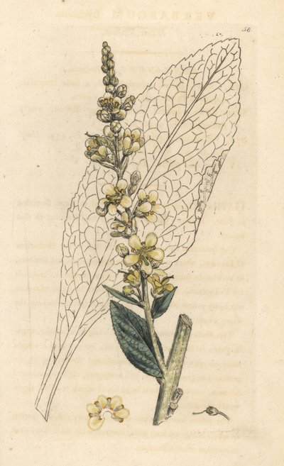 Fehér ökörfarkkóró, Verbasum lychnitis (molene) Kézi színű rézmetszet James Sowerby illusztrációja után, James Smith English Botany, London alkotó: James Sowerby
