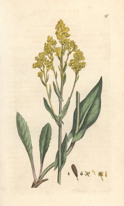Woad, Isatis tinctoria (Pastel des dyers ou guede) Kézi színű rézmetszet James Sowerby illusztrációja után James Smith angol botanikájából, London alkotó: James Sowerby