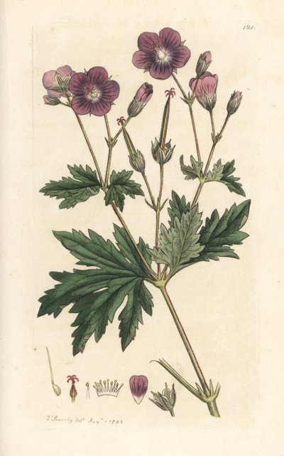 Fa darucsőrű vagy erdei muskátli, Geranium sylvatium (fa muskátli) Kézi színű rézmetszet James Sowerby illusztrációja alapján, James Smith angol botanikájából, London alkotó: James Sowerby