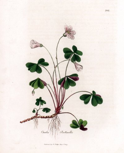Fasóska vagy fa-oxalid - Fasóska, Oxalis acetosella. Kézzel színezett rézmetszet James Sowerby botanikai illusztrációjából (William Woodville) és Sir William Jackson Hooker "" Medical Botany" című művéből, John Bohn, London alkotó: James Sowerby
