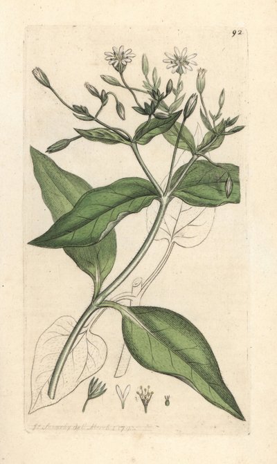 Fa stichwort, Stellaria nemorum Kézi színű rézmetszet James Sowerby illusztrációja nyomán James Smith angol botanikájából, London alkotó: James Sowerby