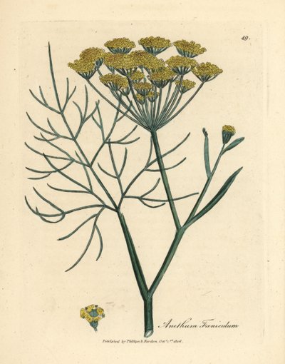Sárga virágú édeskömény, Anethum foeniculum alkotó: James Sowerby