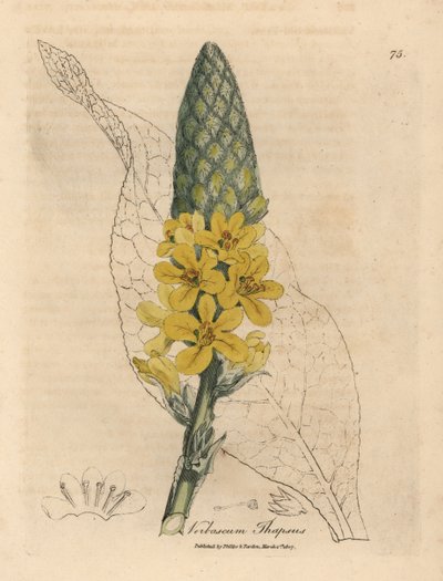 Sárga virágú nagylevelű ökörfarkkóró, Verbascum thapsus alkotó: James Sowerby