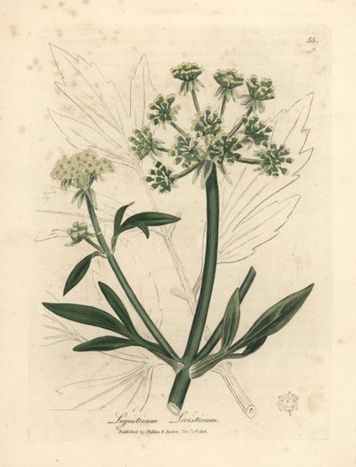 Sárga virágú lombfű, Ligusticum levisticum alkotó: James Sowerby