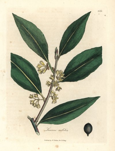 Sárga virágú édes babérlevél, Laurus nobilis alkotó: James Sowerby