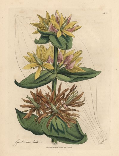 Sárga tárnics, Gentiana lutea alkotó: James Sowerby