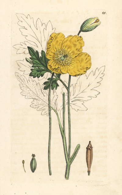 Sárga vagy walesi mák, Papaver cambricum (sárga mák). Kézzel színezett rézmetszet James Sowerby illusztrációja nyomán James Smith angol botanikájából, London alkotó: James Sowerby