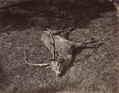 A királyi szarvas c. 1870. alkotó: James Valentine