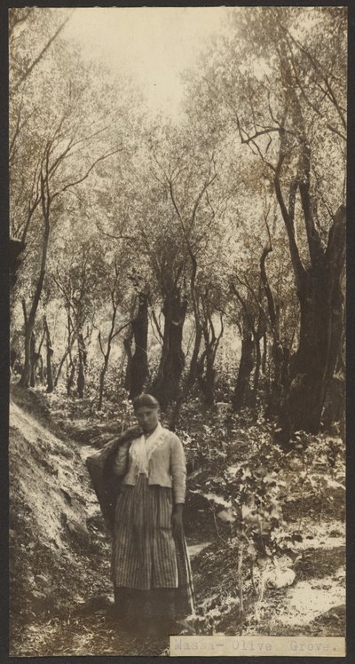 Mise - Olive Grove alkotó: James W. Holcombe
