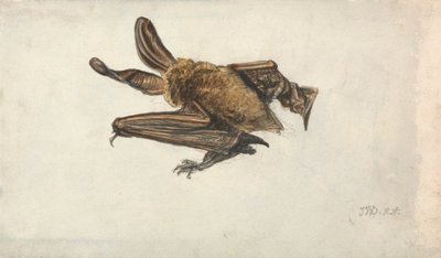 Barna hosszúfülű denevér (Plecotus auritus) alkotó: James Ward