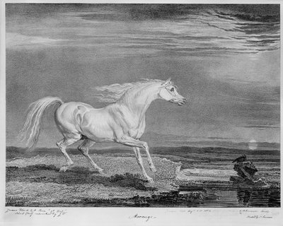 „Marengo”, I. Napóleon kedvenc töltője, 1815 körül alkotó: James Ward