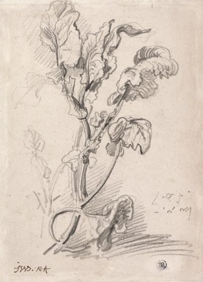 Növénytanulmány alkotó: James Ward