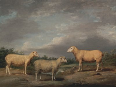 Ryelands Sheep, a király kosa, a király anyajuhja és Lord Somerville Wether alkotó: James Ward