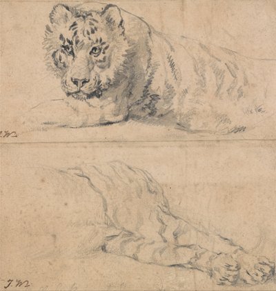 Tigris tanulmányok; fent: fej és vállak; lent: hátsó negyedek alkotó: James Ward